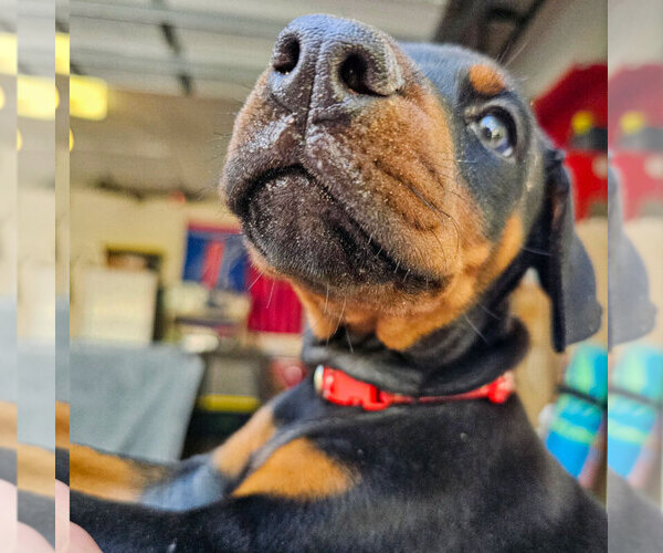 Medium Photo #2 Doberman Pinscher Puppy For Sale in FORT LAUDERDALE, FL, USA