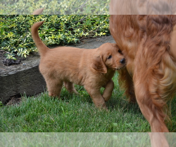 Medium Photo #4 Golden Retriever Puppy For Sale in GREENWOOD, WI, USA