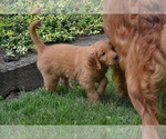 Small #3 Golden Retriever