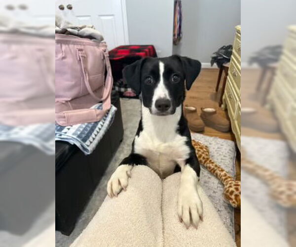 Medium Photo #7 Mutt Puppy For Sale in Westwood, NJ, USA