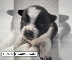 Australian Cattle Dog-Border Collie Mix Puppy for sale in CLARKRANGE, TN, USA