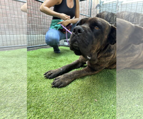 Medium Photo #4 Mastiff Puppy For Sale in Goodyear, AZ, USA