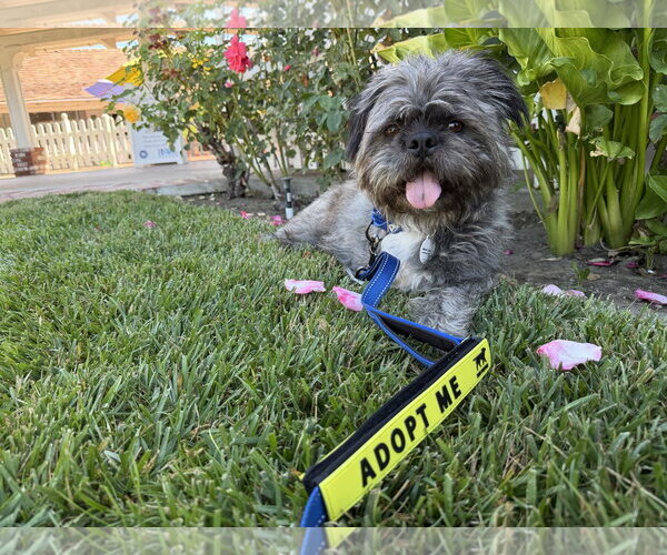 Medium Photo #6 French Tzu Puppy For Sale in San Jose, CA, USA