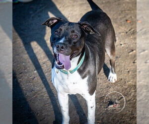 AC - Donny - Male Lab-Pointer Dog for Adoption - Photo #6