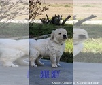 Small Photo #5 Golden Retriever Puppy For Sale in EL CAMPO, TX, USA