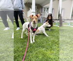 Small #23 American Pit Bull Terrier Mix