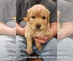 Small #2 Golden Retriever