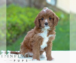 Cavapoo Puppy for sale in LITITZ, PA, USA