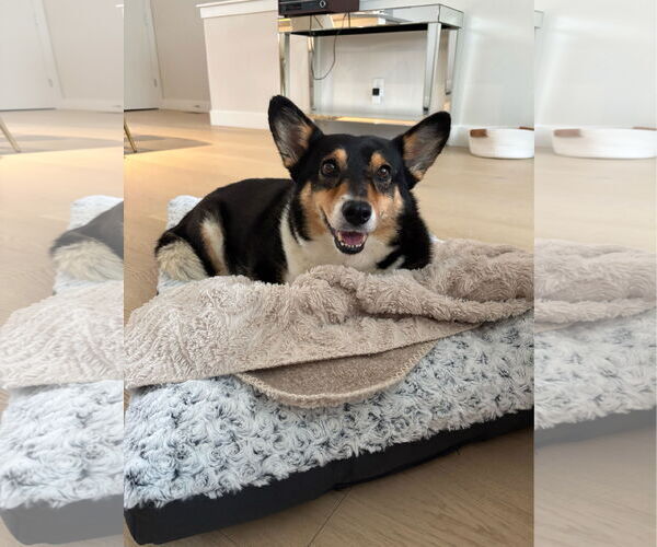 Medium Photo #2 Pembroke Welsh Corgi Puppy For Sale in Denver , CO, USA