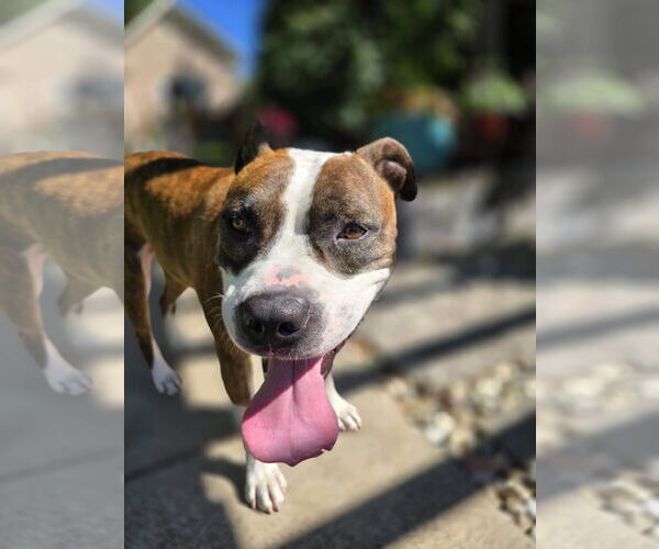 Medium Photo #17 American Pit Bull Terrier-Unknown Mix Puppy For Sale in Germantown, OH, USA