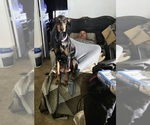 Small #3 Doberman Pinscher