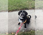 Small #3 Puggle