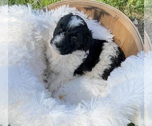 Poodle (Standard) Puppy for sale in SOMERSET, KY, USA