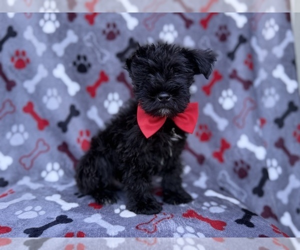 Medium Photo #6 Schnauzer (Miniature) Puppy For Sale in LAKELAND, FL, USA