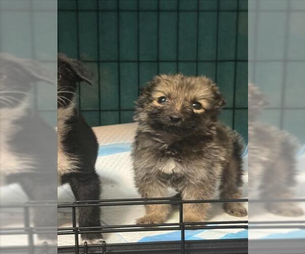 Medium Photo #2 Border Collie-Unknown Mix Puppy For Sale in San Bernardino, CA, USA