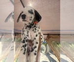 Puppy Orange Dalmatian