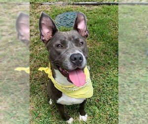 Harper - Female Catahoula Leopard Dog-Unknown Mix Dog for Adoption - Photo #2