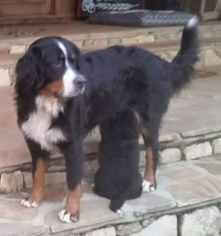 Mother of the Bernedoodle puppies born on 06/03/2018
