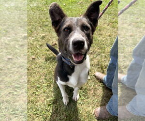 Cailey - Female Border-Aussie Dog for Adoption - Photo #2