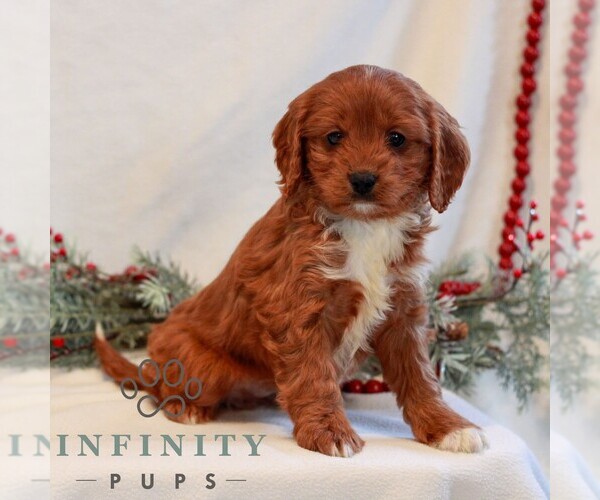 Medium Photo #4 Cavapoo (Miniature) Puppy For Sale in LITITZ, PA, USA