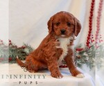 Small #3 Cavapoo (Miniature)