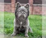 Small Photo #1 French Bulldog Puppy For Sale in PINCKNEY, MI, USA