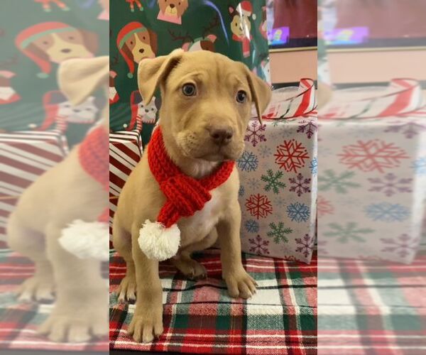 Medium Photo #2 Labrador Retriever Puppy For Sale in The Woodlands, TX, USA
