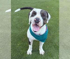 Kilo - Male American Staffordshire Terrier-Unknown Mix Dog for Adoption - Photo #2