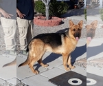 Small Photo #2 German Shepherd Dog Puppy For Sale in ALBUQUERQUE, NM, USA