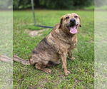 Small #3 Catahoula Leopard Dog-German Shepherd Dog Mix