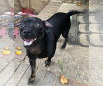 Small #14 Chihuahua Mix