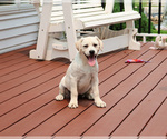 Small #3 Labrador Retriever