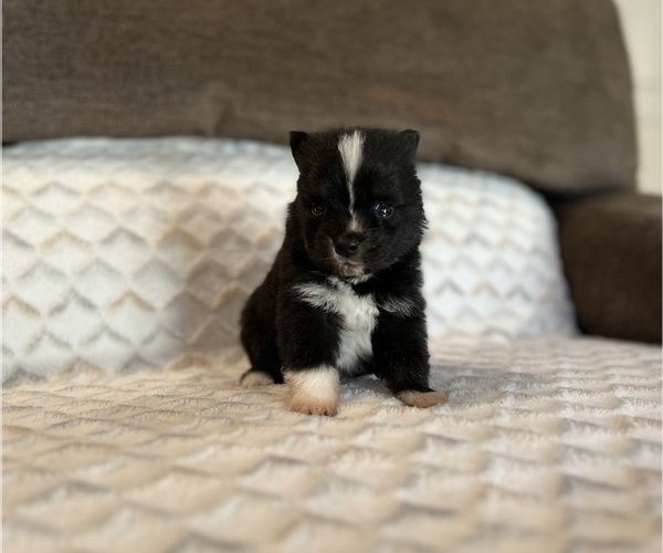 Medium Photo #3 Pomsky Puppy For Sale in DRACUT, MA, USA