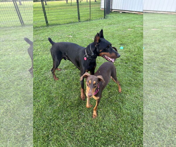 Medium Photo #4 Doberman Pinscher Puppy For Sale in Buffalo, MN, USA