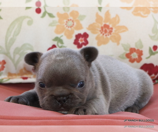 Medium Photo #12 French Bulldog Puppy For Sale in WINNSBORO, TX, USA