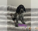 Puppy Patty German Shorthaired Pointer