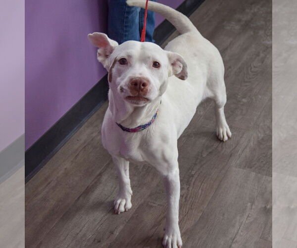 Medium Photo #6 American Bulldog-American Staffordshire Terrier Mix Puppy For Sale in Huntley, IL, USA