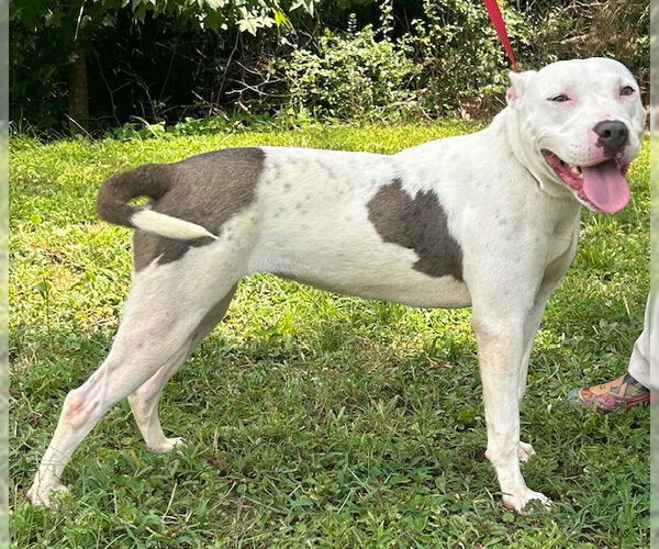 Medium Photo #1 American Pit Bull Terrier-Unknown Mix Puppy For Sale in Wetumpka, AL, USA