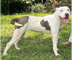 Small American Pit Bull Terrier Mix