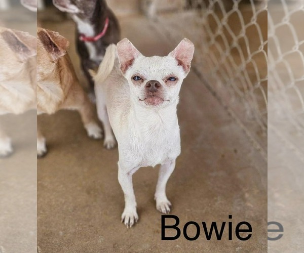 Medium Photo #1 Chihuahua-Unknown Mix Puppy For Sale in New London, WI, USA