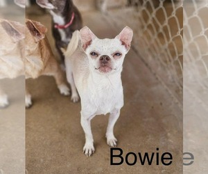 Chihuahua-Unknown Mix Dogs for adoption in New London, WI, USA