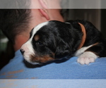 Small Photo #5 Bernese Mountain Dog Puppy For Sale in MC KINNEY, TX, USA