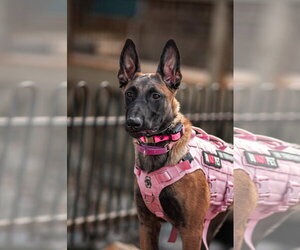 Gatorade - Female Mutt Dog for Adoption - Photo #4