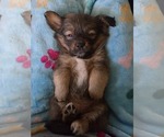 Small #2 Maltipom