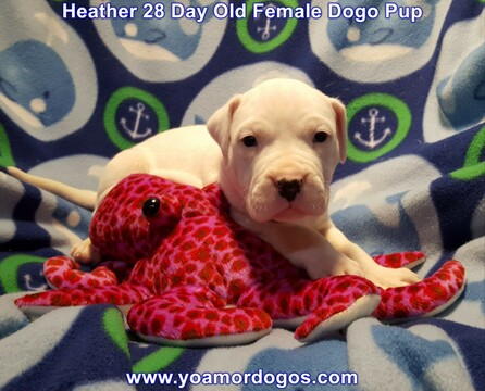 Medium Photo #93 Dogo Argentino Puppy For Sale in JANE, MO, USA