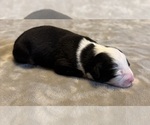 Small Photo #79 Australian Shepherd Puppy For Sale in SALISBURY, NC, USA