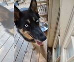 Small #2 German Shepherd Dog-Siberian Husky Mix