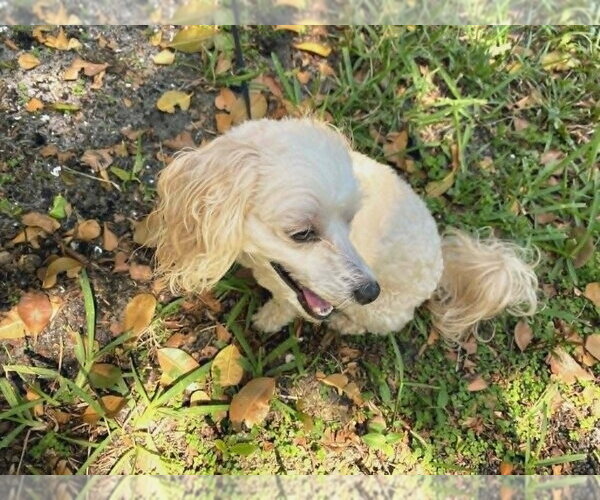 Medium Photo #2 Poodle (Miniature)-Unknown Mix Puppy For Sale in Plantation, FL, USA