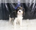 Puppy Axel AKC Cavalier King Charles Spaniel