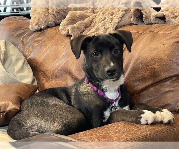 Medium Photo #5 Mutt Puppy For Sale in Oak Bluffs, MA, USA